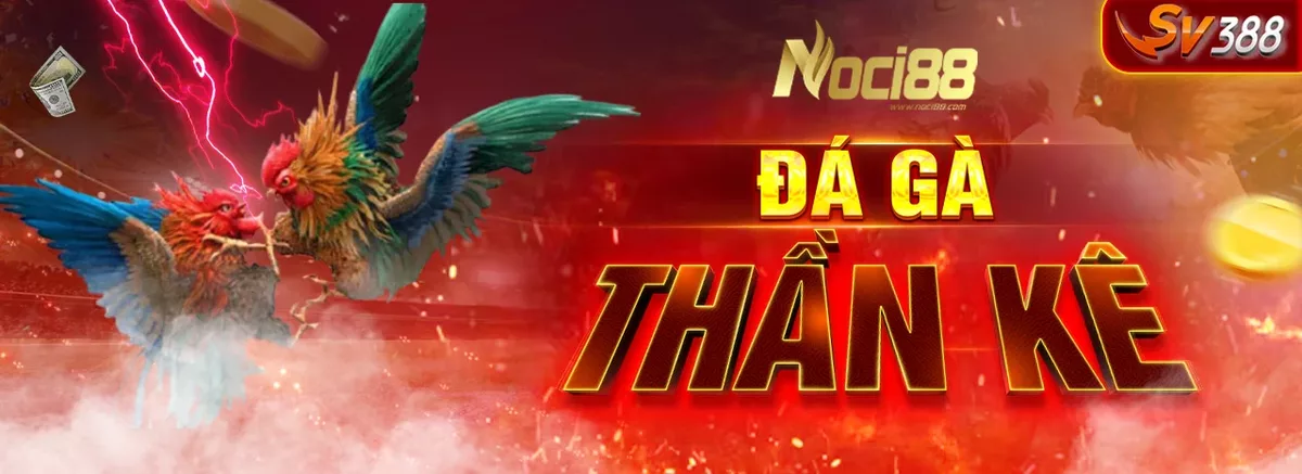 Đá gà Thomo trực tiếp tại Noci88